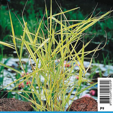 Phragmites australis Variegata yellow - Roseau varié 3,50 €