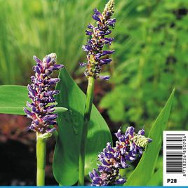 Pondeteria cordata - Jacinthe de l'eau bleu 3,50 €