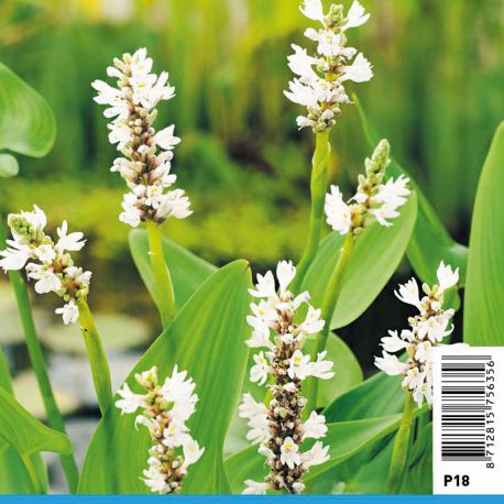 Pontederia cordata Alba - Jacinthe de l'eau blanc Plantes de bassin P 3,90 €