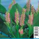 Pondeteria lanceolata - Jacinthe de l'eau rosé Plantes de bassin P 3,90 €