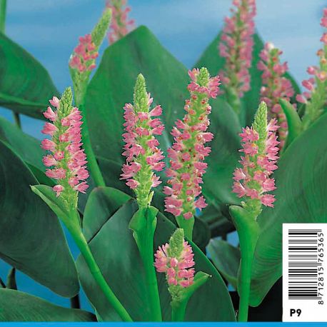 Pondeteria lanceolata - Jacinthe de l'eau rosé Plantes de bassin P 3,90 €
