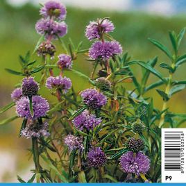 Preslia cervina mauve - Menthe des cerfs 2,90 €