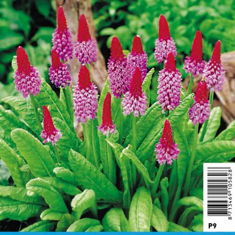 Primula viali - Primevère Plantes de bassin P 2,90 €
