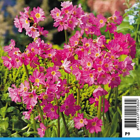 Primula rosea Grandiflora rose - Primevère rose 2,90 €