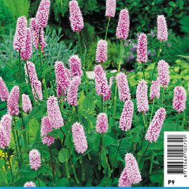 Polygonum bistorta - Renouée Plantes de bassin P 2,30 €