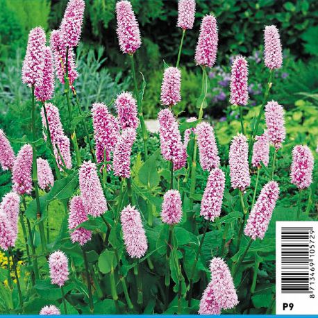 Polygonum bistorta - Renouée Plantes de bassin P 2,30 €
