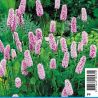 Polygonum bistorta - Renouée