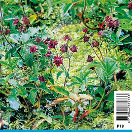 Potentilla palustris - Comaret Plantes de bassin P 2,30 €