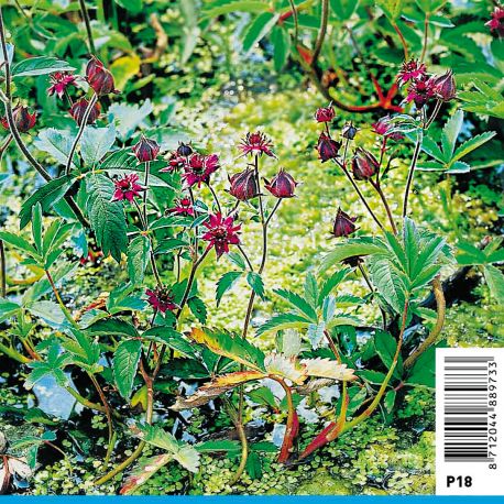Potentilla palustris - Comaret Plantes de bassin P 2,30 €