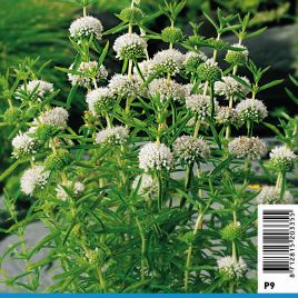 Preslia cervina alba - Preslia Plantes de bassin P 2,30 €