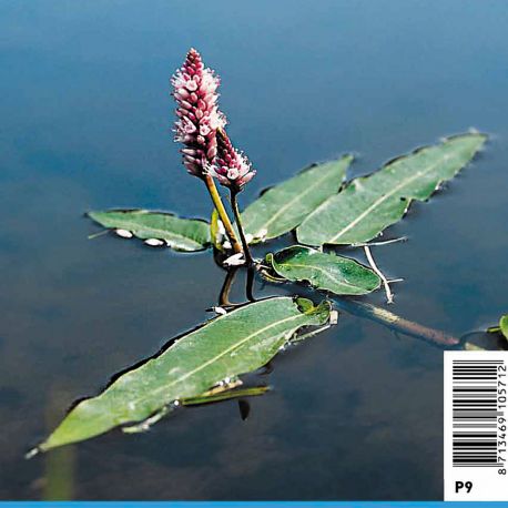 Polygonum amphibium - Renouée Plantes de bassin P 2,30 €