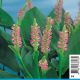 Pondeteria cordata "Pink Pons" 2,30 €