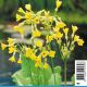Primula florindae - Primevère Plantes de bassin P 2,30 €