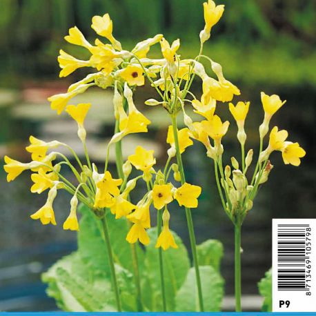 Primula florindae - Primevère Plantes de bassin P 2,30 €