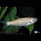Carpes mangeuses d'algues albinos 12-15 cm  Tanches & carpes & divers 8,50 €