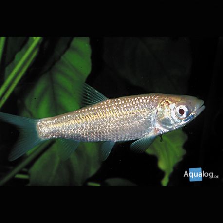 Carpes mangeuses d'algues albinos 12-15 cm  Tanches & carpes & divers 8,50 €