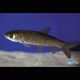 Carpes mangeuses d'algues 12-15 cm lot de 10 Tanches & carpes & divers 69,50 €
