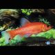 Tanches de Mongolies 4-5 cm Tanches & carpes & divers 5,00 €