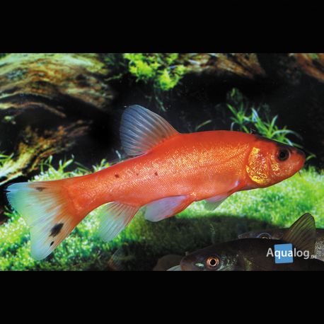 Tanches de Mongolies 18-20 cm lot de 2 Tanches & carpes & divers 22,00 €