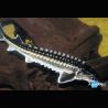 Esturgeon* Diamant 25-30 cm