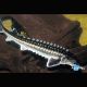 Esturgeon* Diamant 40-45cm Esturgeons 49,50 €