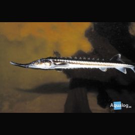 Esturgeons* Stellatus 55-60 cm