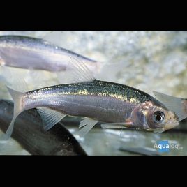 Ides Melanotes bleu 15-18 cm lot de 2 Comètes jaunes et ides 14,50 €