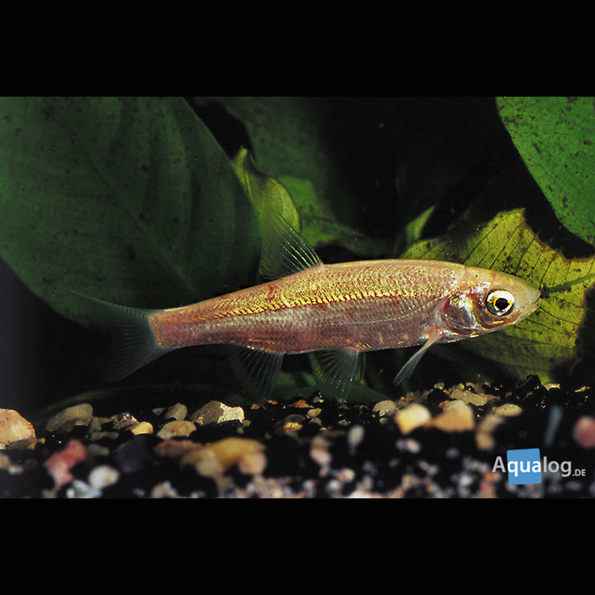 Ides melanotes 7-10 cm lot de 3