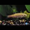 Ides melanotes 10-12 cm lot de 5