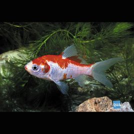 Sarasa 7-10cm Sarasa 3,50 €