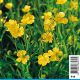 Ranunculus lingua - Renoncule aquatique 8,50 €