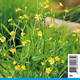 Ranunculus flamula jaune - Renoncule de berge 2,90 €