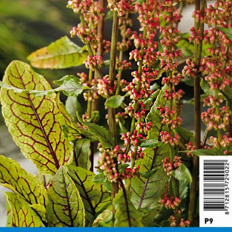 Rumex sauvignea - Patience des bois 2,30 €