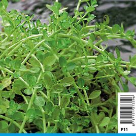 Rotala rotundifolia green - Rotala à feuilles rondes