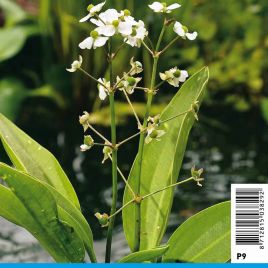 Sagittaria graminea blanc - Sagittaire gramineuse 3,50 €