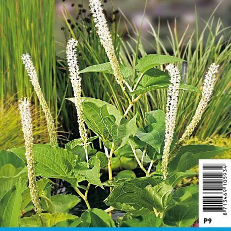 Saururus cernuus - Queue de lézard Plantes de bassin S 3,50 €