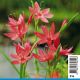 Schizostylis coccinea Major (rouge) - Lis des Cafres 'Major' 3,50 €