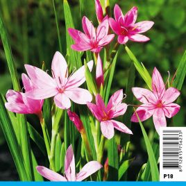 Schizostylis coccinea Mrs Hegarty (rose) - Lis des Cafres 'Mrs Heagarty'