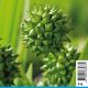 Sparganium erectum blanc - Rubanier Plantes de bassin S 2,95 €