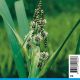 Sparganium erectum blanc - Rubanier 2,95 €