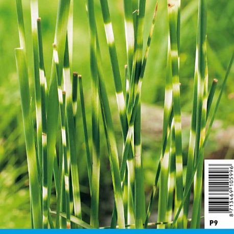 Scirpus tabermont Zebrinus 3,30 €