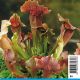 Sarracenia Maroon 3,90 €