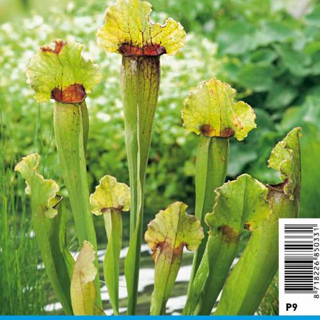 Sarracenia leucophylla 3,90 €
