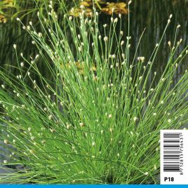 Scirpus Cernuus - Souchet penché 3,90 €