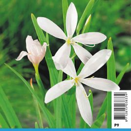 Schizostylis coccinea Alba - Glaieul des marais