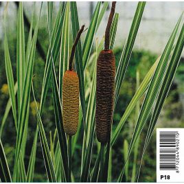 Typha latifolia - Massette 8,50 €
