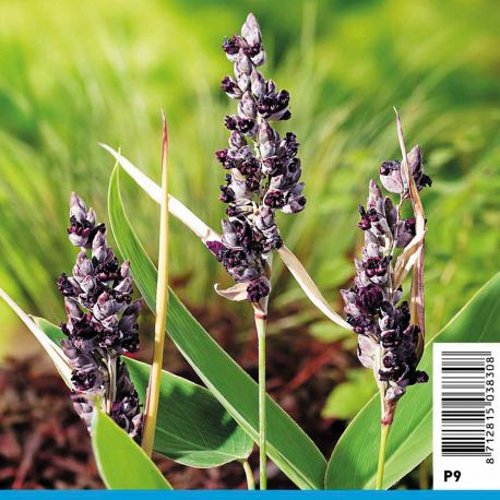 Thalia dealbata - Thalia pot 18 x 18cm