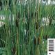Typha laxmannii (gracilis) (massette/lisdodde) 3,50 €