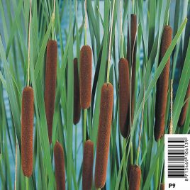Typha augustifolia - Petite massette