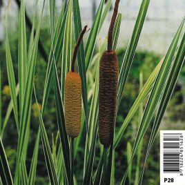 Typha latifolia Variegata - Massette strié